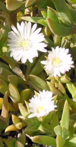 (Delosperma lineare)