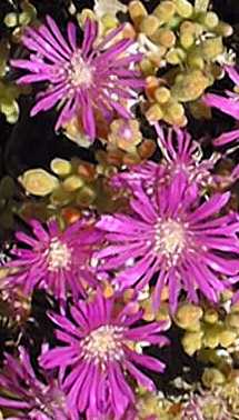 Rosea Ice Plant(Drosanthemum floribundum)