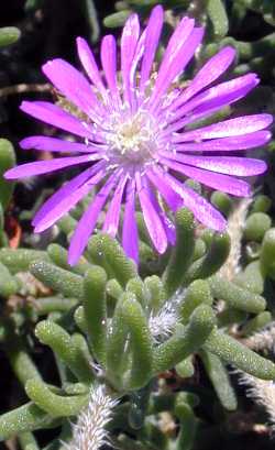 Rosea Ice Plant(Drosanthemum hispidum)