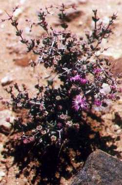 (Eberlanzia spinosa)