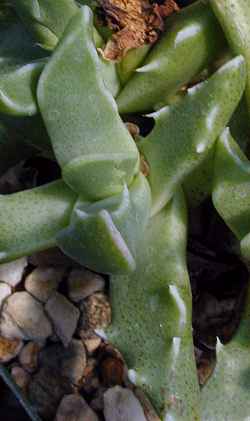 (Faucaria bosscheana var. bosscheana )