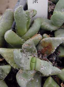(Faucaria felina ssp. britteniae )