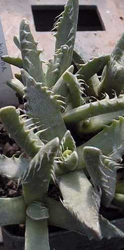 (Faucaria felina)