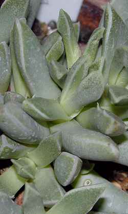 (Faucaria bosscheana var. haagei )