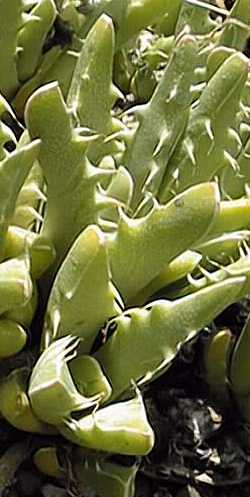 (Faucaria felina 'longidens')