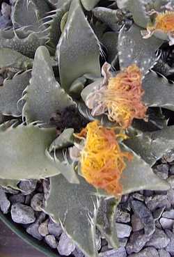 Tiger's Jaw(Faucaria tigrina)