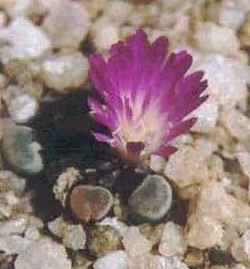 Baby Toes(Frithia pulchra)