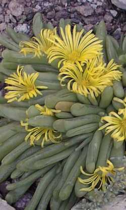 (Glottiphyllum nelii)