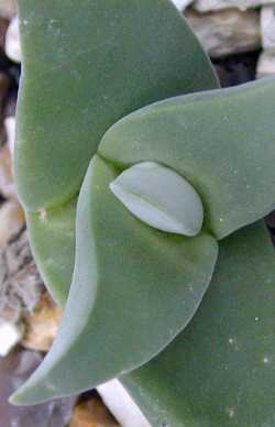 (Gibbaeum velutinum)