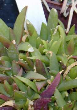 (Glottiphyllum linguiforme)