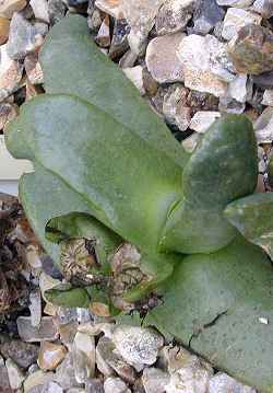 (Glottiphyllum neilii)