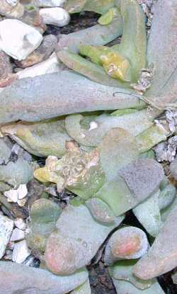 (Glottiphyllum oligocarpum)