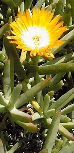 (Lampranthus aurantiacus)