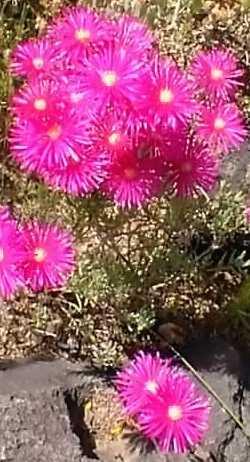 Ice Plant(Lampranthus copiosus)