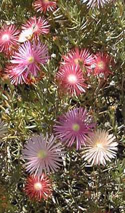 Ice Plant(Lampranthus multiradiatus)