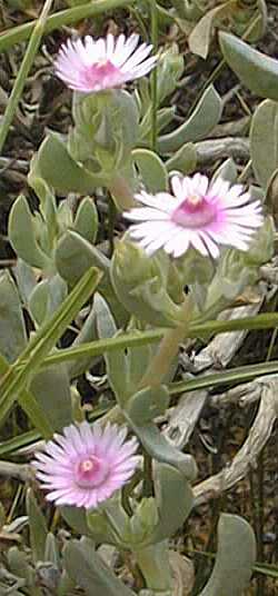 Ice Plant(Lampranthus primivernus)