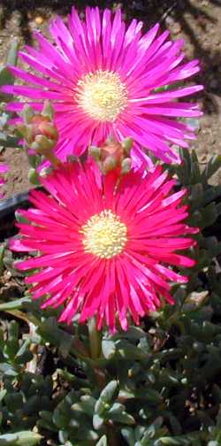 roosvygie(Lampranthus roseus)