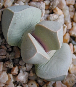 Karoo Rose(Lapidaria margaretae)