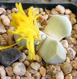 Karoo Rose(Lapidaria margaretae)