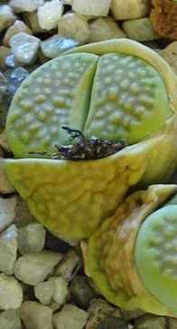 (Lithops hallii)