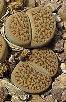 (Lithops hookeri ssp. marginata )