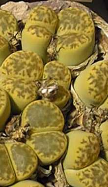 (Lithops bromfieldii var. insularis )