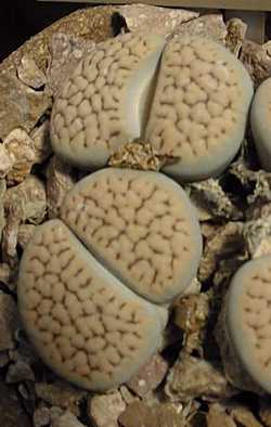 (Lithops schwantesii ssp. schwantesii )