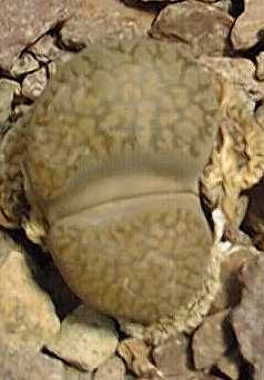 (Lithops villetii ssp. deboeri )