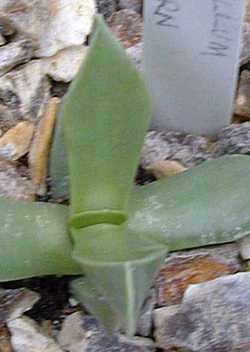 (Machairophyllum brevifolium)