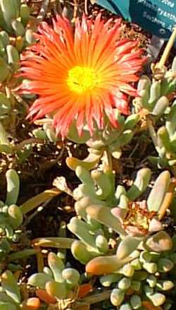 Ice Plant, Coppery Mesemb(Malephora crocea)