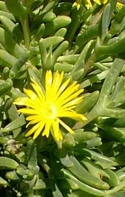 Rocky Point Ice Plant