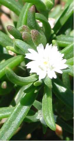 (Delosperma napiforme)