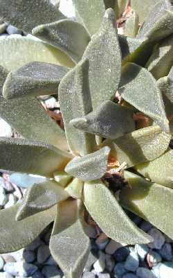(Nananthus aloides)