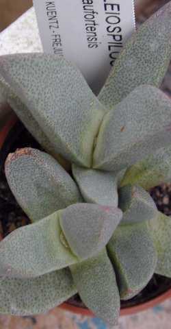 (Pleiospilos beaufortensis)