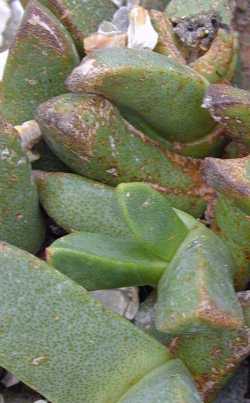 (Pleiospilos dimidiatus)