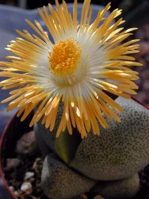 Split Rock(Pleiospilos nelii)