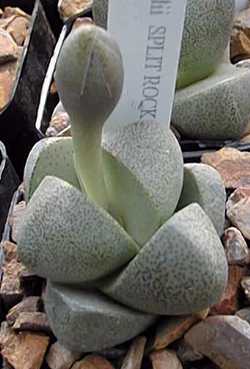Split Rock(Pleiospilos nelii)