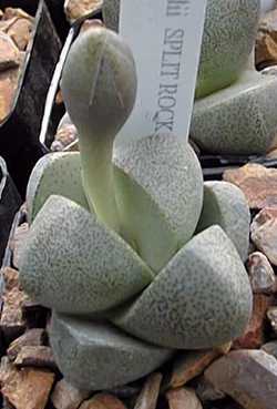 Split Rock(Pleiospilos nelii)