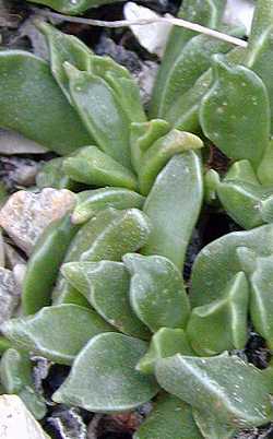 (Rhombophyllum rhomboideum)