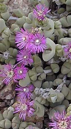 (Ruschia dualis)