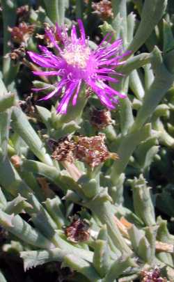 (Ruschia perfoliata)