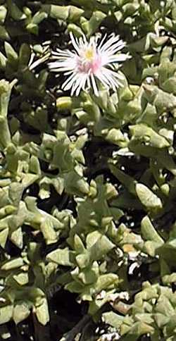 (Ruschia piscodora)