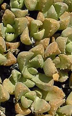(Stomatium duthieae)