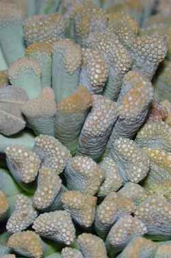 (Titanopsis luederitzii)