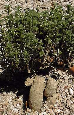 (Trichodiadema bulbosum)