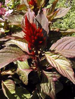 Feather Amaranth(Celosia cristata)