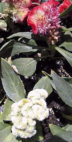 Feather Amaranth(Celosia cristata)