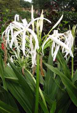 Poison Bulb(Crinum asiaticum)