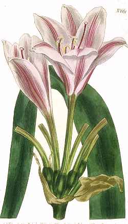 Orange River Lily(Crinum bulbispermum)