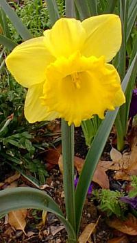 Daffodil(Narcissus hybridus)